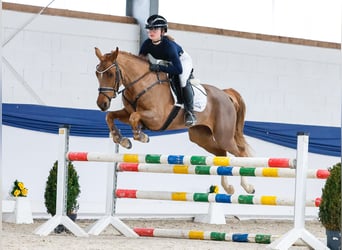 Pony tedesco, Giumenta, 5 Anni, 148 cm, Sauro