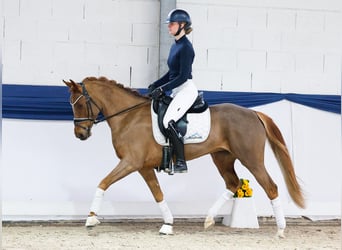 Pony tedesco, Giumenta, 5 Anni, 148 cm, Sauro