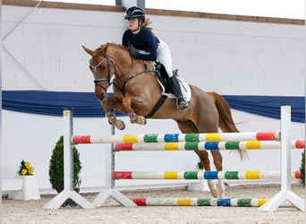 Pony tedesco, Giumenta, 5 Anni, 148 cm, Sauro