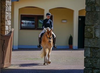 Pony tedesco, Giumenta, 5 Anni, 148 cm, Sauro