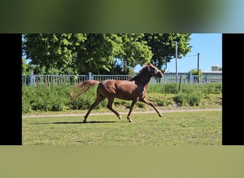 Pony tedesco, Giumenta, 5 Anni, 148 cm, Sauro scuro