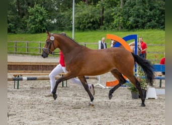 Pony tedesco, Giumenta, 5 Anni, 149 cm, Baio