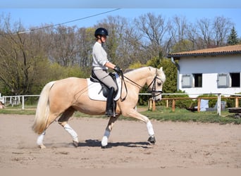 Pony tedesco, Giumenta, 5 Anni, 152 cm, Palomino