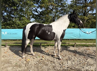 Pony tedesco, Giumenta, 5 Anni, 152 cm, Pezzato