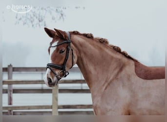 Pony tedesco, Giumenta, 5 Anni, 153 cm, Sauro