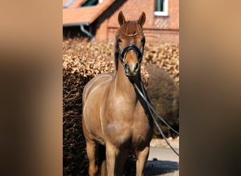 Pony tedesco, Giumenta, 5 Anni, 153 cm, Sauro scuro