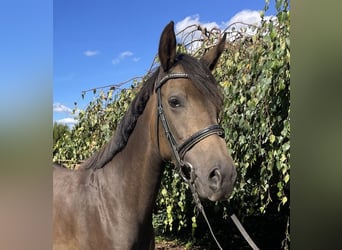Pony tedesco, Giumenta, 5 Anni, 154 cm, Falbo