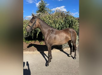 Pony tedesco, Giumenta, 5 Anni, 154 cm, Falbo