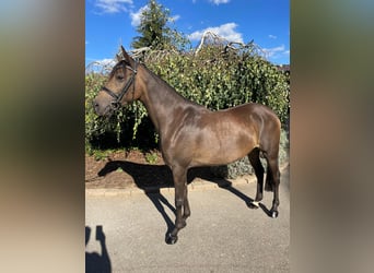 Pony tedesco, Giumenta, 5 Anni, 154 cm, Falbo