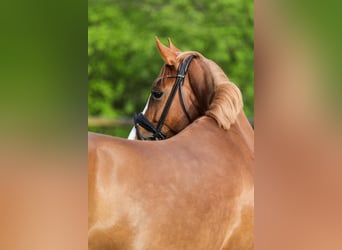 Pony tedesco, Giumenta, 5 Anni, 154 cm, Sauro