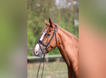 Pony tedesco, Giumenta, 5 Anni, 154 cm, Sauro