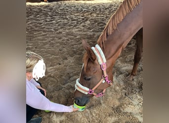 Pony tedesco, Giumenta, 5 Anni, 157 cm, Sauro