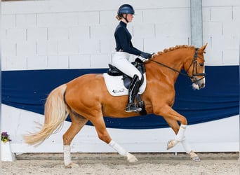 Pony tedesco, Giumenta, 5 Anni, 160 cm, Sauro