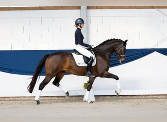 Pony tedesco, Giumenta, 5 Anni, 163 cm, Baio scuro