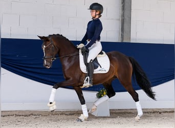 Pony tedesco, Giumenta, 5 Anni, Baio
