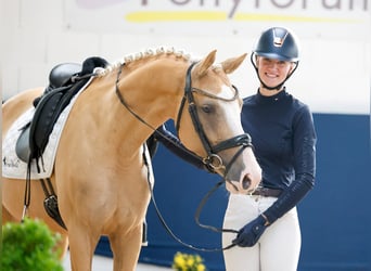 Pony tedesco, Giumenta, 5 Anni, Palomino