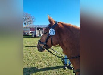 Pony tedesco Mix, Giumenta, 5 Anni, Sauro