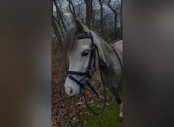 Pony tedesco, Giumenta, 6 Anni, 121 cm, Può diventare grigio