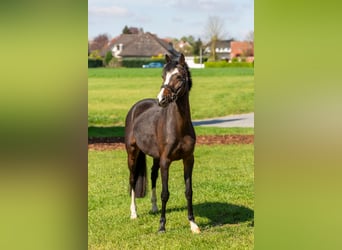 Pony tedesco, Giumenta, 6 Anni, 138 cm, Baio scuro