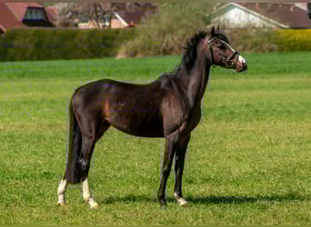 Pony tedesco, Giumenta, 6 Anni, 138 cm, Baio scuro
