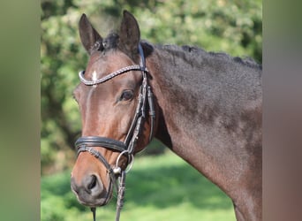 Pony tedesco, Giumenta, 6 Anni, 142 cm, Baio scuro