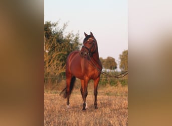 Pony tedesco, Giumenta, 6 Anni, 143 cm, Baio