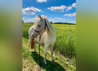 Pony tedesco, Giumenta, 6 Anni, 143 cm, Cremello