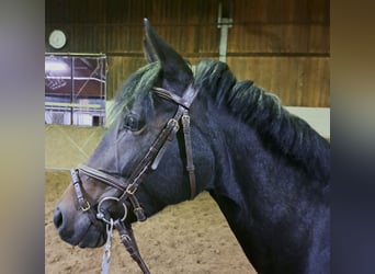 Pony tedesco, Giumenta, 6 Anni, 144 cm, Baio scuro