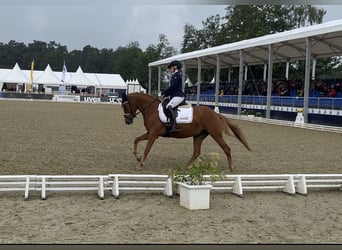 Pony tedesco, Giumenta, 6 Anni, 145 cm, Sauro