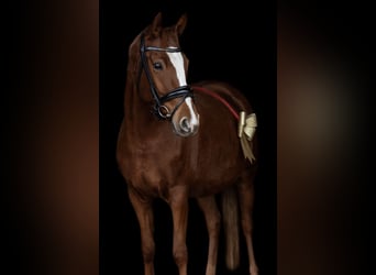 Pony tedesco, Giumenta, 6 Anni, 145 cm, Sauro