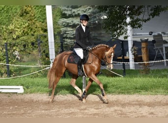 Pony tedesco, Giumenta, 6 Anni, 145 cm, Sauro scuro