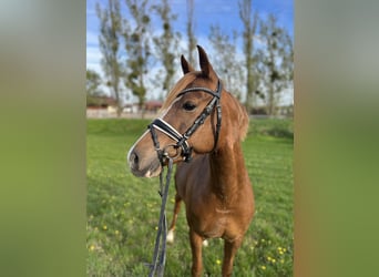 Pony tedesco, Giumenta, 6 Anni, 145 cm, Sauro scuro