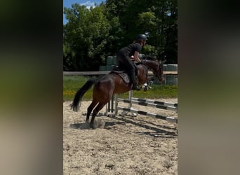 Pony tedesco, Giumenta, 6 Anni, 146 cm, Baio