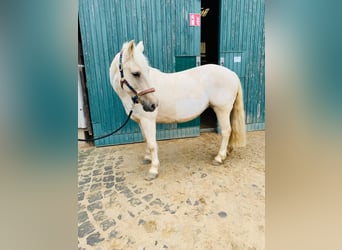 Pony tedesco, Giumenta, 6 Anni, 146 cm, Palomino