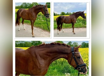 Pony tedesco, Giumenta, 6 Anni, 146 cm, Sauro scuro