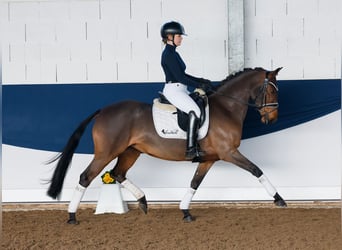 Pony tedesco, Giumenta, 6 Anni, 147 cm, Baio