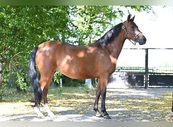Pony tedesco, Giumenta, 6 Anni, 147 cm, Baio
