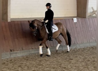 Pony tedesco, Giumenta, 6 Anni, 147 cm, Falbo