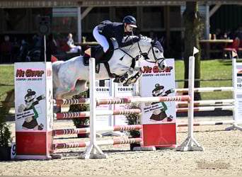 Pony tedesco, Giumenta, 6 Anni, 147 cm, Grigio