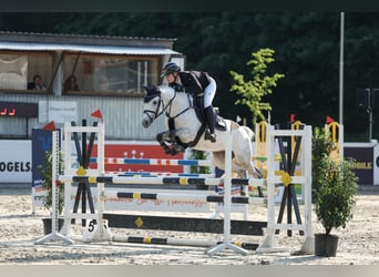 Pony tedesco, Giumenta, 6 Anni, 147 cm, Grigio