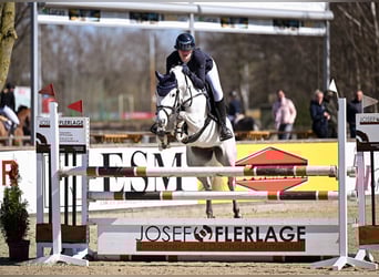 Pony tedesco, Giumenta, 6 Anni, 147 cm, Grigio