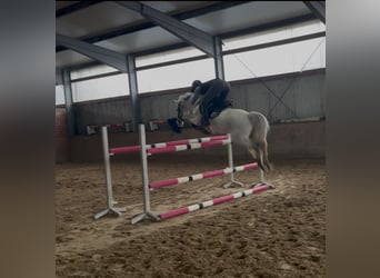 Pony tedesco, Giumenta, 6 Anni, 147 cm, Grigio