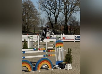 Pony tedesco, Giumenta, 6 Anni, 147 cm, Grigio