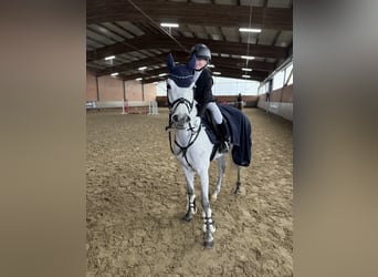 Pony tedesco, Giumenta, 6 Anni, 147 cm, Grigio