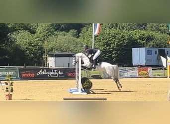 Pony tedesco, Giumenta, 6 Anni, 147 cm, Grigio