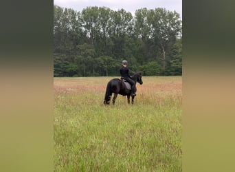 Pony tedesco, Giumenta, 6 Anni, 147 cm, Morello