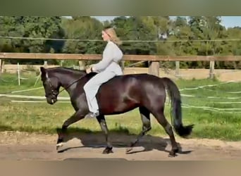 Pony tedesco, Giumenta, 6 Anni, 147 cm, Morello