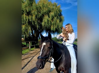 Pony tedesco, Giumenta, 6 Anni, 147 cm, Morello