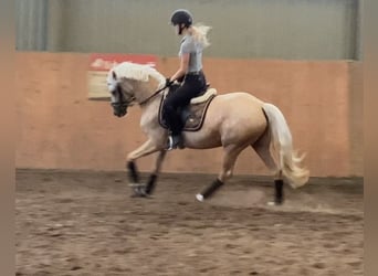Pony tedesco, Giumenta, 6 Anni, 147 cm, Palomino