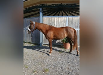 Pony tedesco, Giumenta, 6 Anni, 147 cm, Sauro